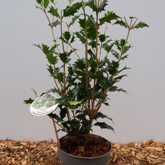 Osmanthus heterophyllus