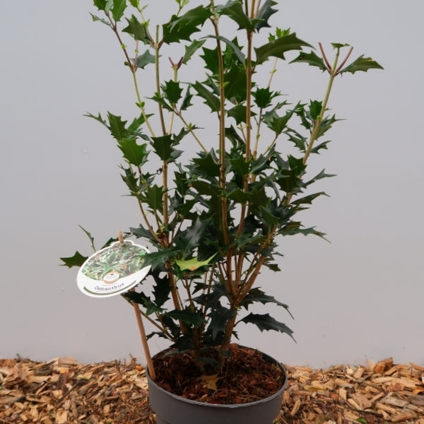 Osmanthus heterophyllus