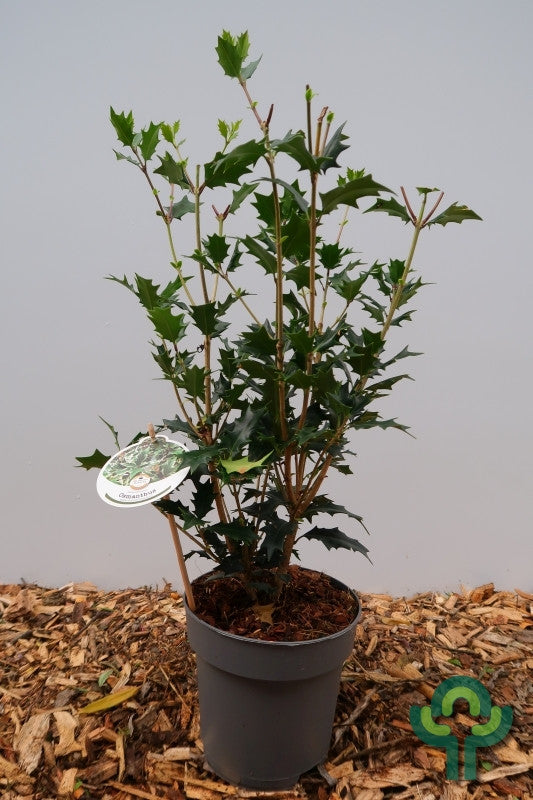 Osmanthus heterophyllus