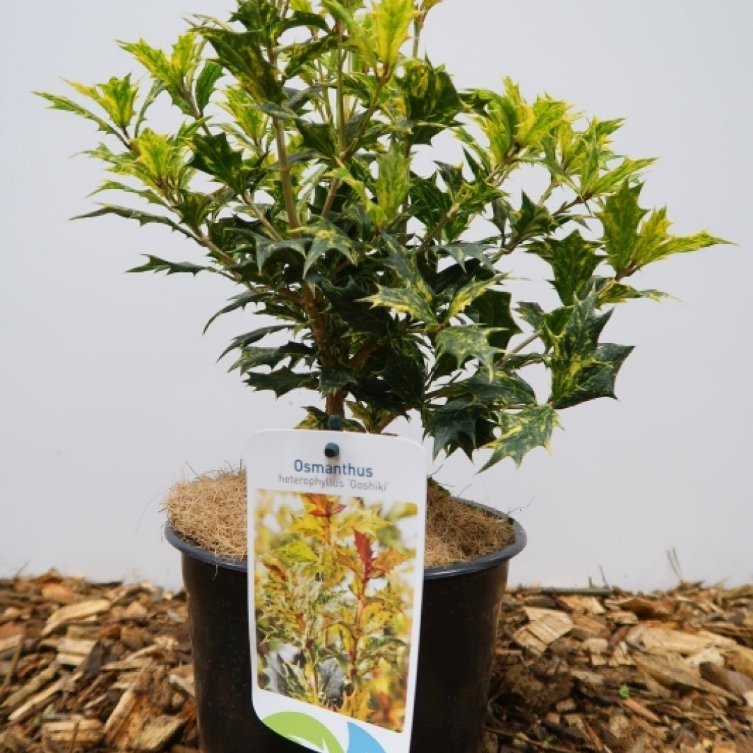 Schijnhulst (Osmanthus heterophyllus) 'Goshiki'
