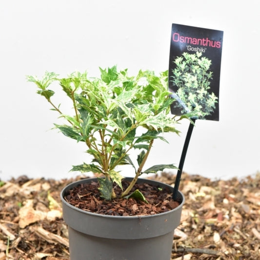 Osmanthus heterophyllus 'Goshiki'
