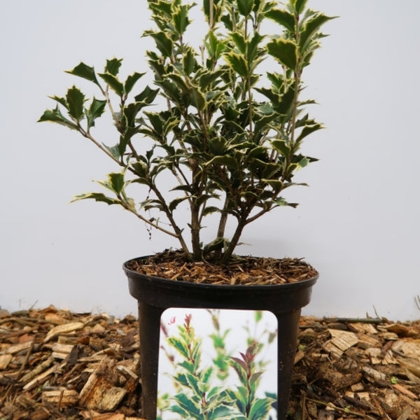 Osmanthus heterophyllus 'Variegatus'