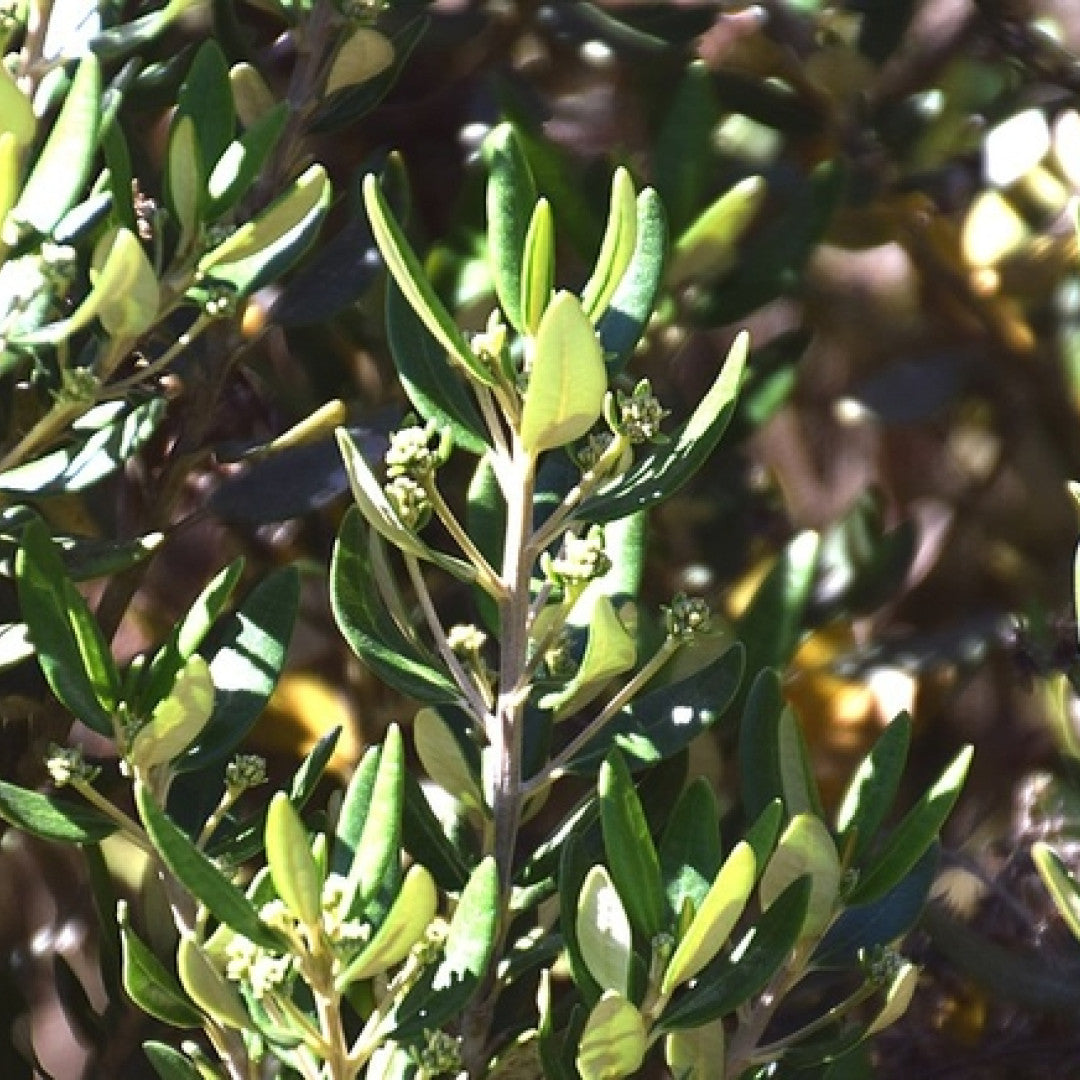 Olearia haastii