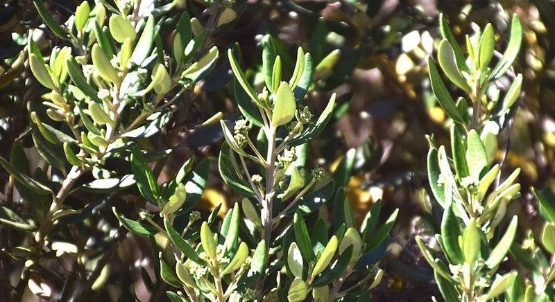 Olearia haastii