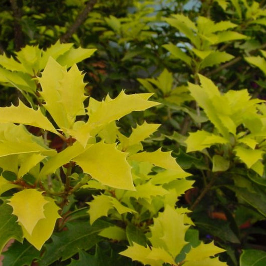 Osmanthus heterophyllus 'Ogon'
