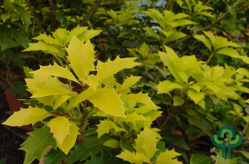 Schijnhulst (Osmanthus heterophyllus) 'Ogon'