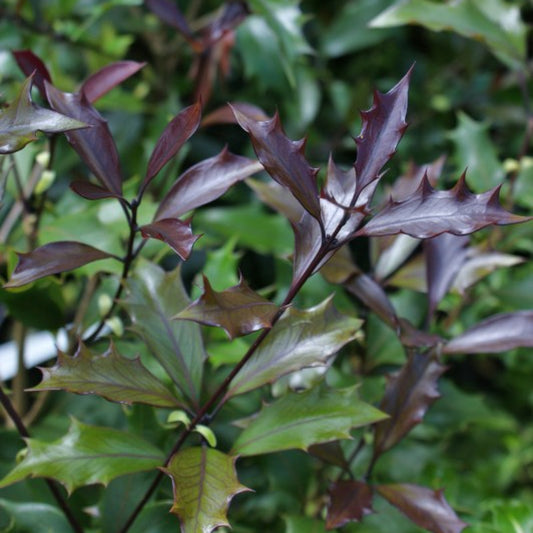 Osmanthus heterophyllus 'Purpureus'