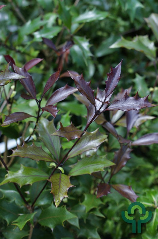 Schijnhulst (Osmanthus heterophyllus) 'Purpureus'