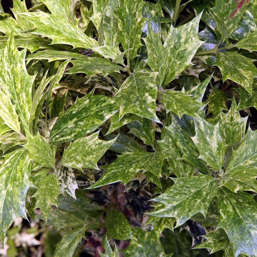 Schijnhulst (Osmanthus heterophyllus) 'Goshiki'