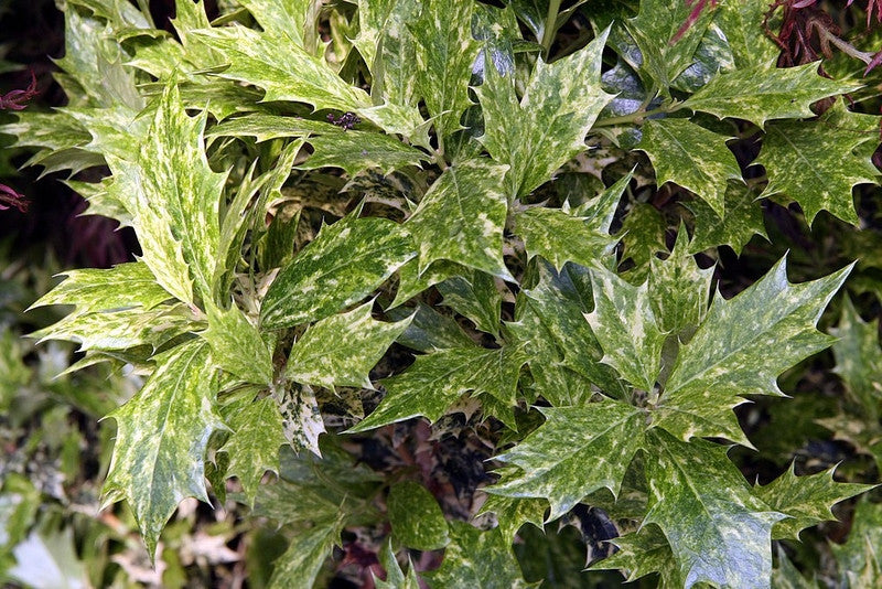 Schijnhulst (Osmanthus heterophyllus) 'Goshiki'