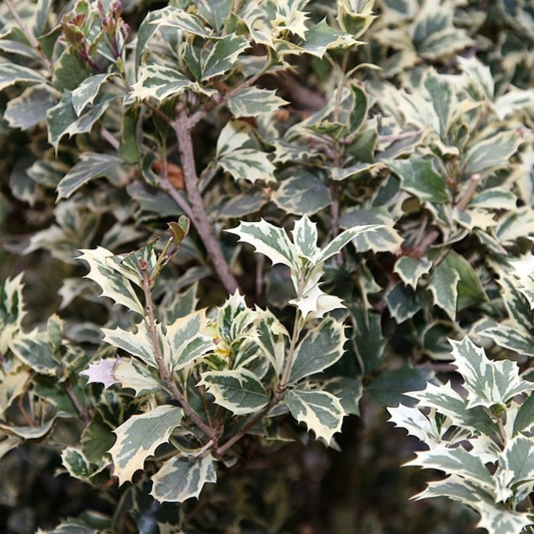 Schijnhulst (Osmanthus heterophyllus) 'Variegatus'