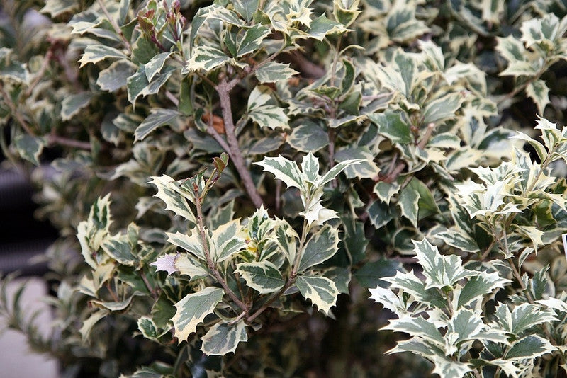Schijnhulst (Osmanthus heterophyllus) 'Variegatus'