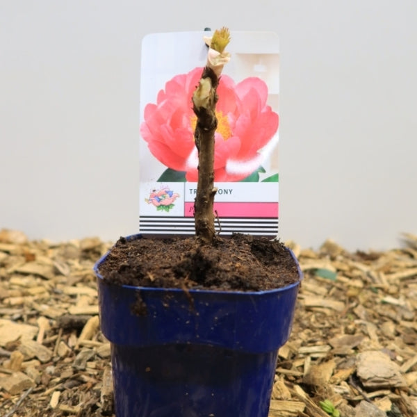 Paeonia suffruticosa in soorten