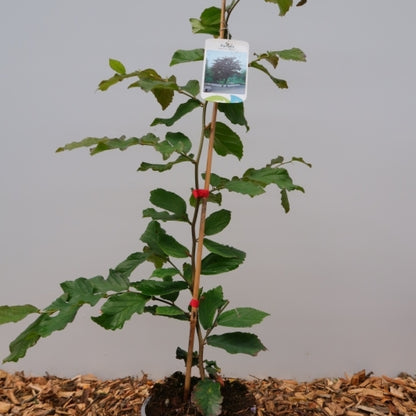 Parrotia persica 'Bella'