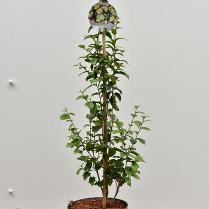 Parrotia persica 'Persian Spire'