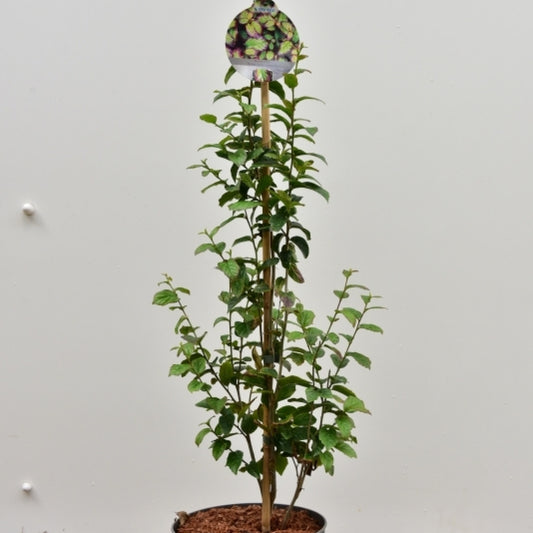 Parrotia persica 'Persian Spire'