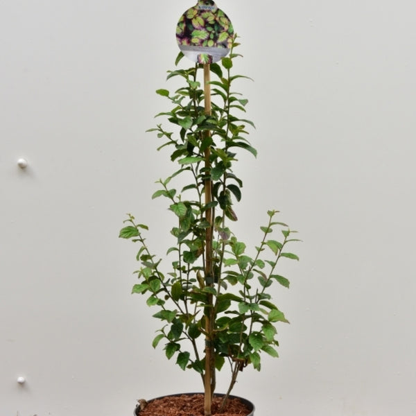 Parrotia persica 'Persian Spire'