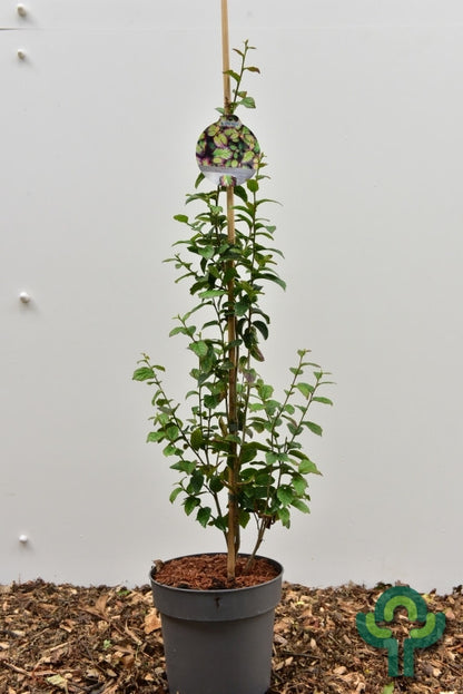 Parrotia persica 'Persian Spire'