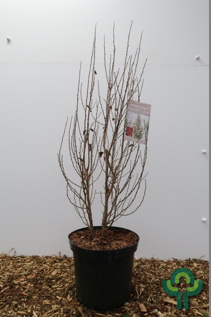 Parrotia persica 'Persian Spire'