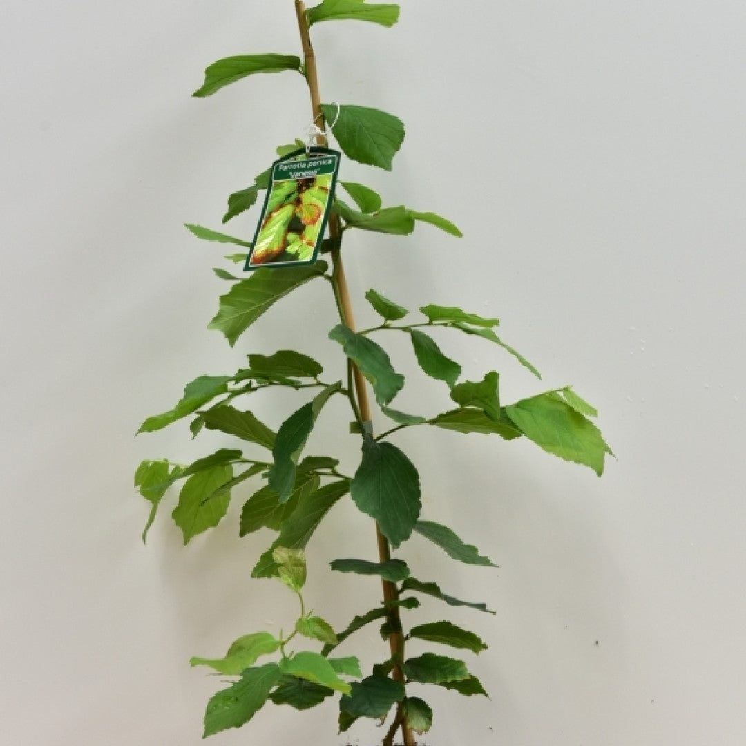 Parrotia persica 'Vanessa'