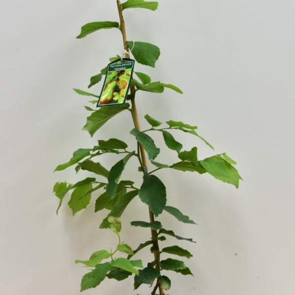 Parrotia persica 'Vanessa'