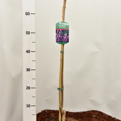 Paulownia tomentosa