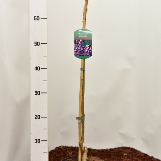 Paulownia tomentosa