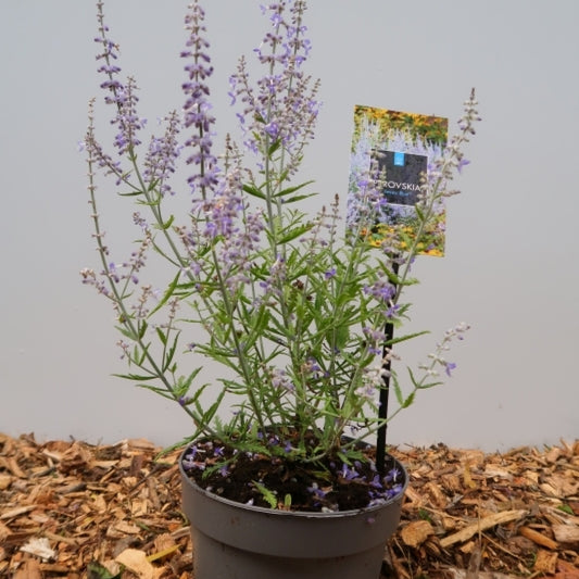 Perovskia atriplicifolia Lacey Blue