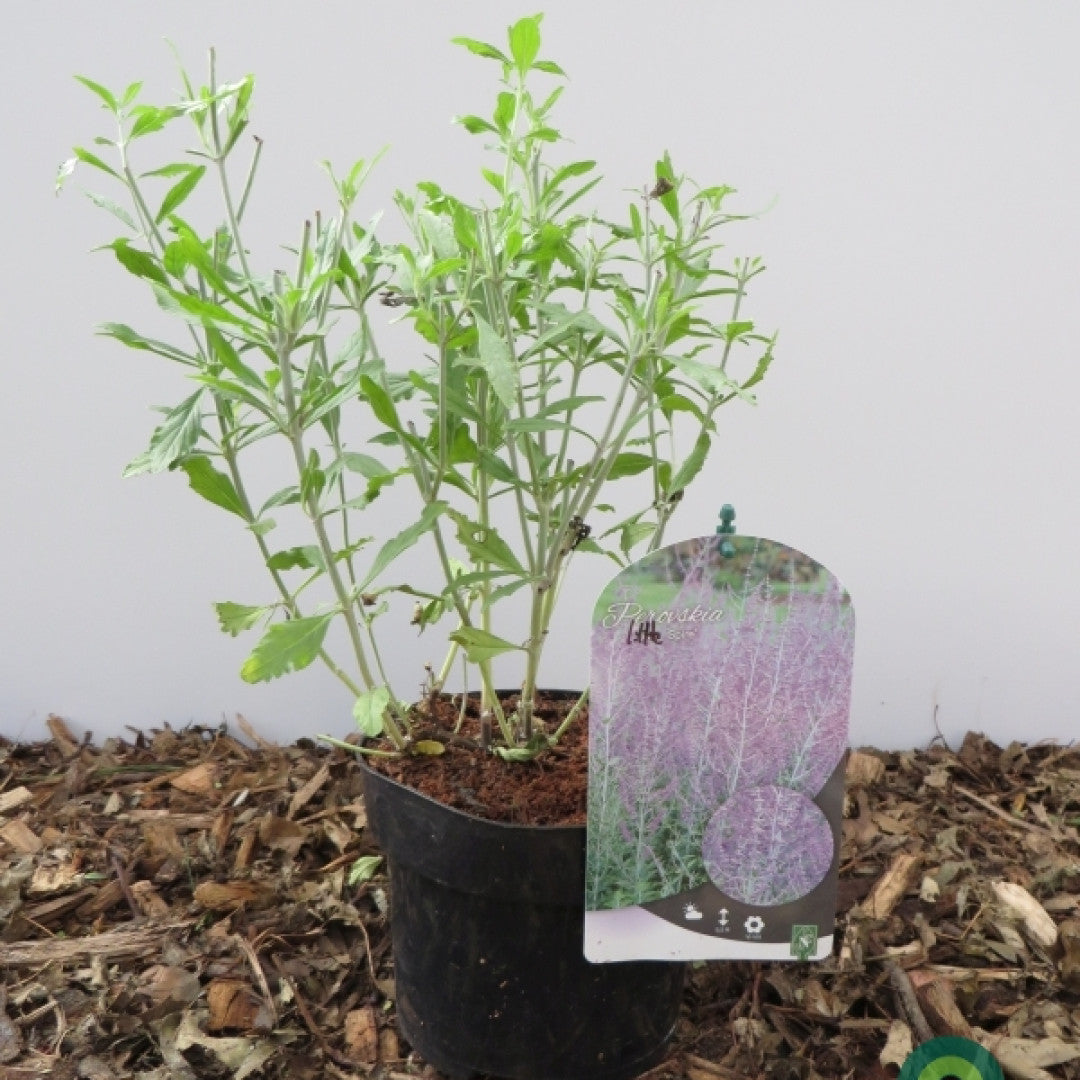 Perovskia atriplicifolia 'Little Spire'