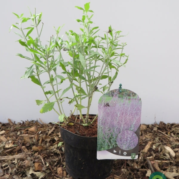 Perovskia atriplicifolia 'Little Spire'