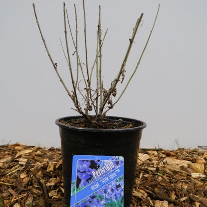 Perovskia atriplicifolia 'Blue Spire'