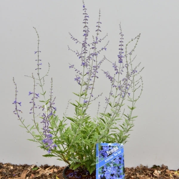 Perovskia atriplicifolia 'Blue Spire'