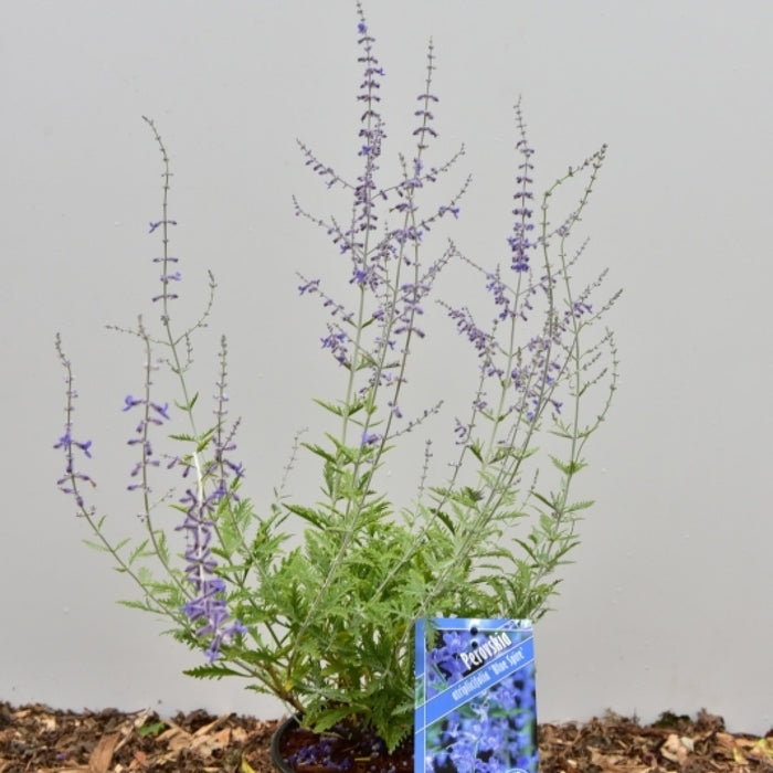 Perovskia atriplicifolia 'Blue Spire'