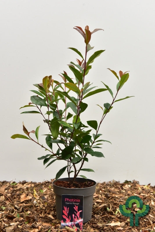 Photinia fraseri 'Carré Rouge'