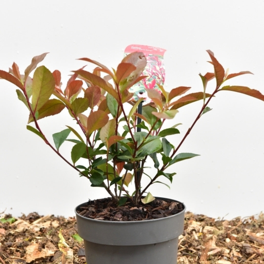 Photinia fraseri 'Carré Rouge'