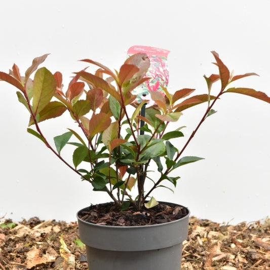 Photinia fraseri 'Carré Rouge'