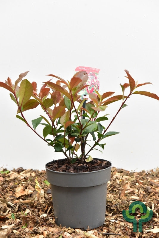 Photinia fraseri 'Carré Rouge'
