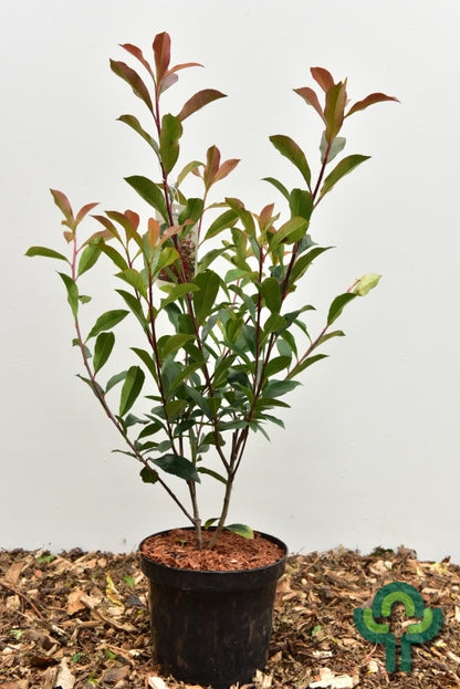 Photinia fraseri 'Carré Rouge'