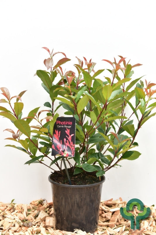 Photinia fraseri 'Carré Rouge'