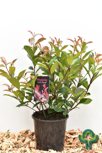 Photinia fraseri 'Carré Rouge'