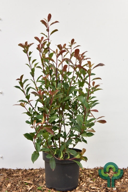 Photinia fraseri 'Carré Rouge'