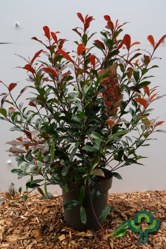 Photinia fraseri 'Carré Rouge'
