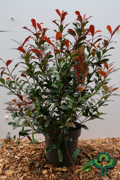 Photinia fraseri 'Carré Rouge'