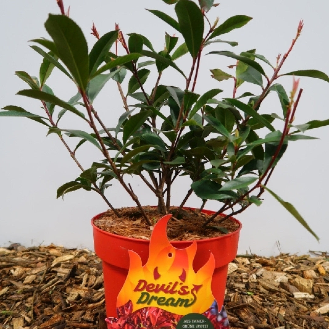 Photinia fraseri 'Devil's Dream' ®