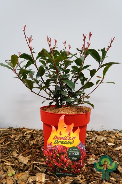 Photinia fraseri 'Devil's Dream' ®