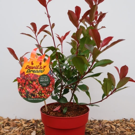 Photinia fraseri 'Devil's Dream' ®