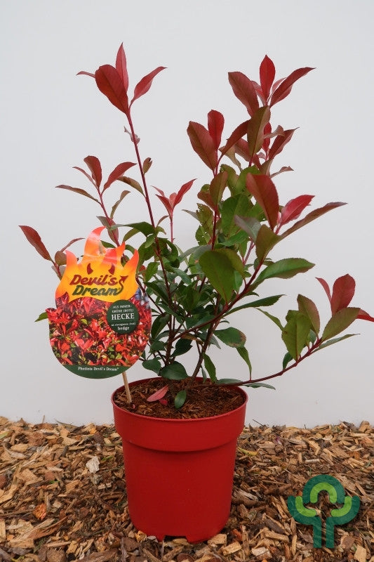 Photinia fraseri 'Devil's Dream' ®