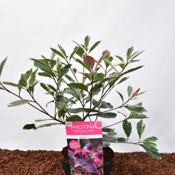 Photinia fraseri Louise