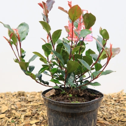 Photinia fraseri 'Little Red Robin'