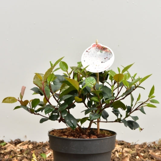 Photinia fraseri 'Little Red Robin'